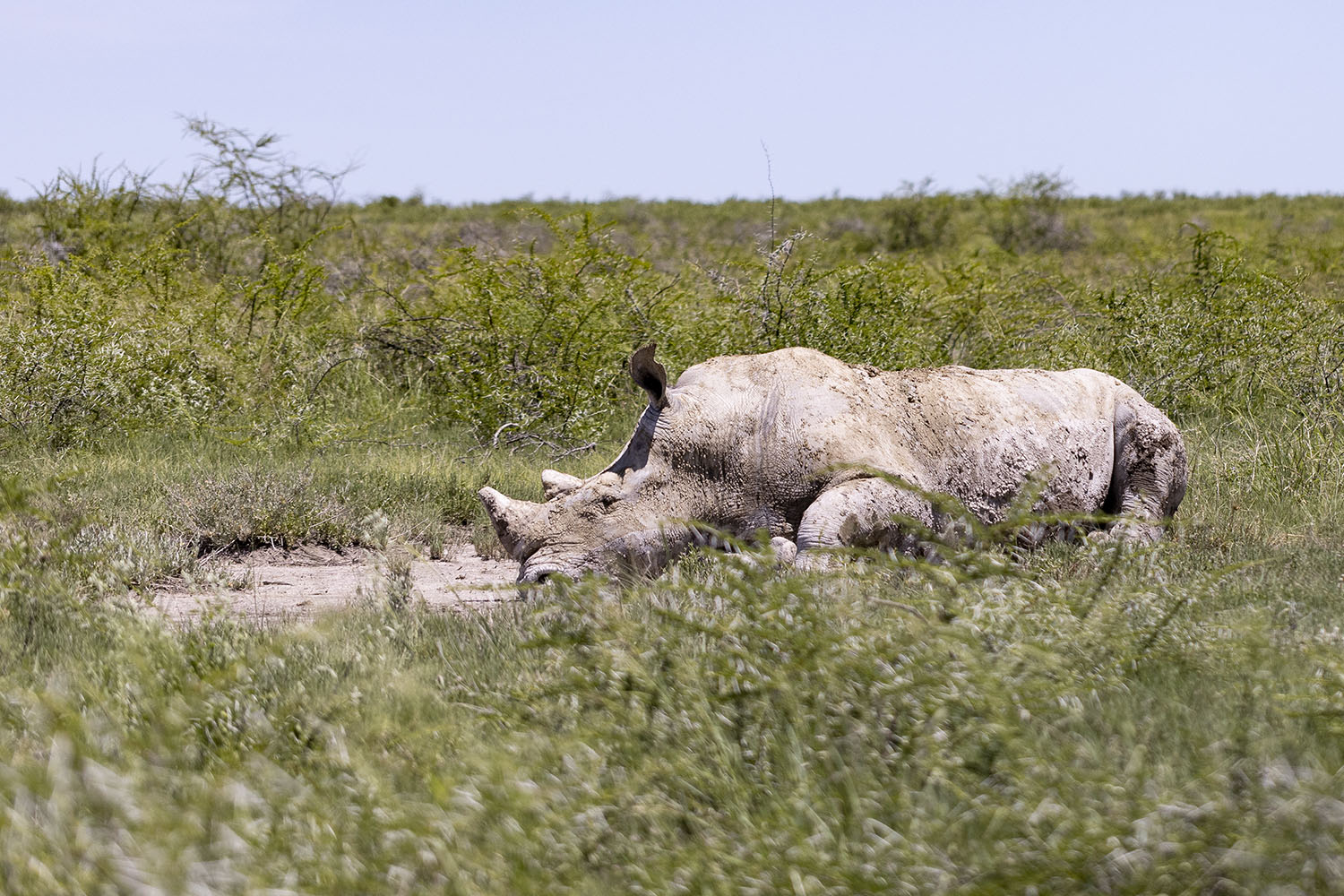 13 - Etosha 